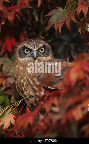 Il Gufo Boobook preso dalla parte anteriore appollaiato in rosso e giallo foglie autunnali, guardando dalla fotocamera Foto Stock