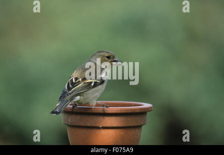 Fringuello prese femmina dal retro alla ricerca di semi di destra nel becco appollaiato sul cerchio di argilla coprivaso Foto Stock