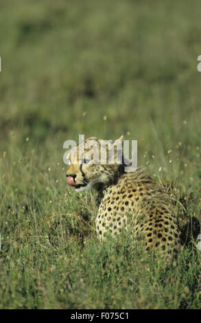 Cheetah preso dal retro guardando a sinistra seduta in erba lunga leccamento delle labbra Foto Stock