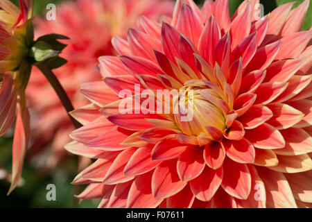 Dahlia Inca Vulcan fiore Foto Stock