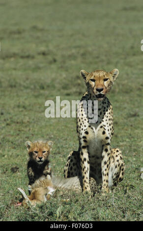 Cheetah preso dalla seduta anteriore in prati con piccole cub a fianco e piccoli impala kill giacente a terra Foto Stock