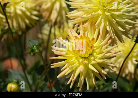 Dahlia Spassmacher fiori Foto Stock