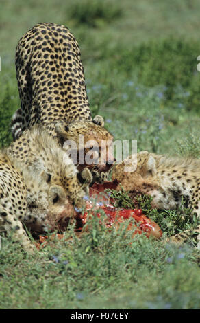 Cheetah tre alimentazione su GNU kill sul Serengeti Foto Stock