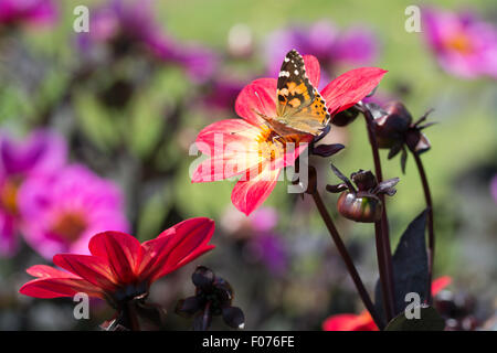 Dahlia felice unica fiamma arancione e giallo la nana in miscela con fogliame scuro , e farfalla sul fiore. Foto Stock