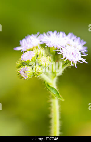 Ageratum germogli Foto Stock