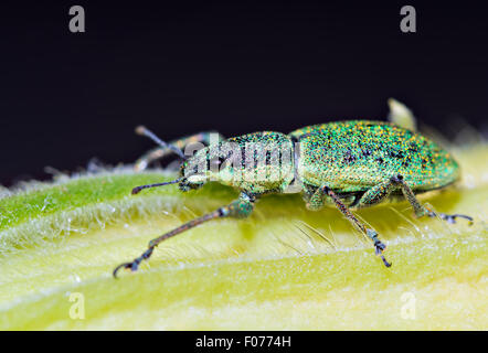 Poco curculione verde (Polydrusus sericeus). curculione foglia Foto Stock