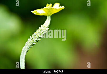 Bitter-melone o amaro-gourd (Momordica charantia) bud con fiore ancora su Foto Stock
