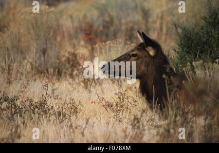 Elk giovani presi in profilo guardando a sinistra giacente in lungo la spazzola di salvia Foto Stock