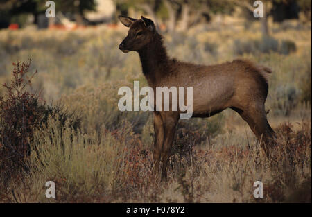 Elk giovani presi in profilo guardando a sinistra in piedi nella lunga spazzola di salvia Foto Stock
