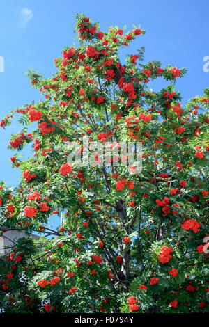 European Mountain Ash Rowan Tree (Sorbus aucuparia) Foto Stock