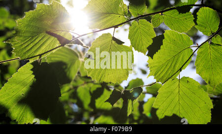 Comune di faggio (Fagus sylvatica) retroilluminato foglie dal forte sole pomeridiano Foto Stock