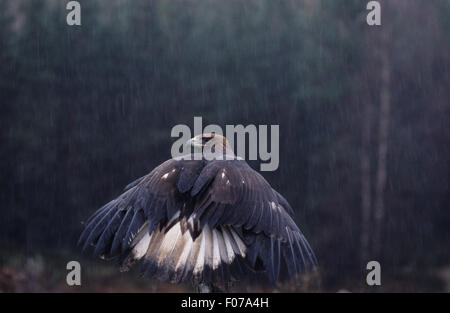 Golden Eagle Captive bagnato piove preso da dietro cercando di ali di sinistra aperta che mostra coda bianca appollaiato sul tronco di albero Foto Stock