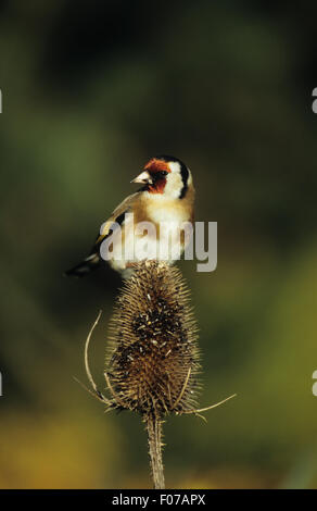 Cardellino preso dalla parte anteriore rivolta a sinistra appollaiato sulla cima di teasel Foto Stock