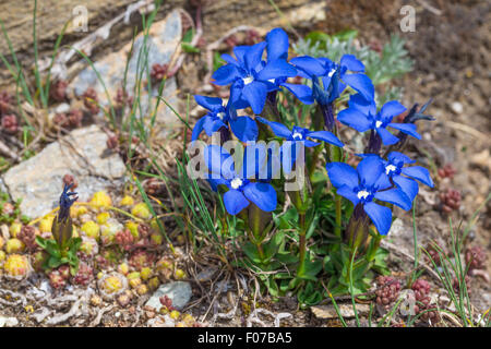 Gentiana verna L. Genziana primaticcia. Genzianella di primavera. Foto Stock