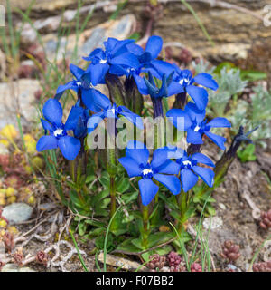 Gentiana verna L. Genziana primaticcia. Genzianella di primavera. Svizzera. Europa. Foto Stock