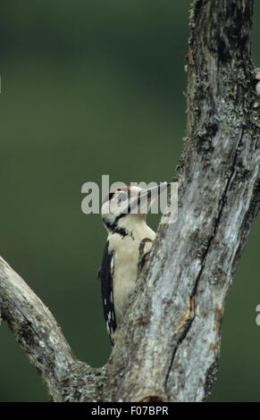 Picchio rosso maggiore bambini presi in profilo cerca diritto appollaiato sul vecchio marcio tronco di albero Foto Stock