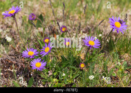 Aster alpinus L. Astro alpino. Alpi. Foto Stock