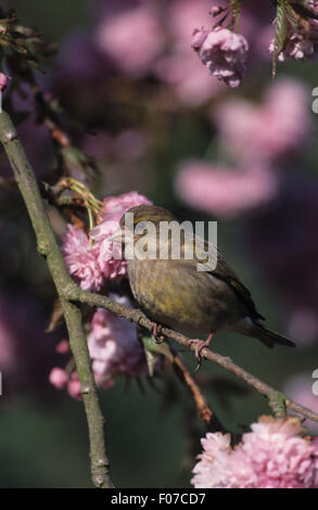 Verdone prese femmina in profilo guardando a sinistra arroccato su un piccolo ramo circondato dalla molla blossom Foto Stock