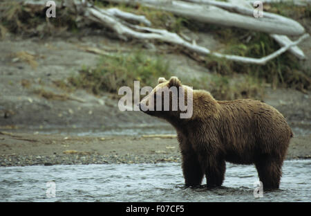 Orso grizzly Alaskan presi in profilo guardando a sinistra in piedi in acqua poco profonda vicino alla ricerca della banca per il salmone Foto Stock