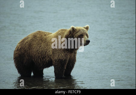 Orso grizzly Alaskan presi in profilo bionda guardando diritto in piedi in acqua poco profonda in cerca del salmone Foto Stock
