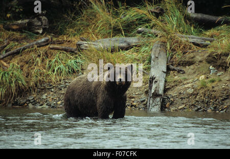 Orso grizzly Alaskan presi in profilo guardando la fotocamera in piedi in alto a livello della vita acqua vicino alla ricerca della banca per il salmone Foto Stock