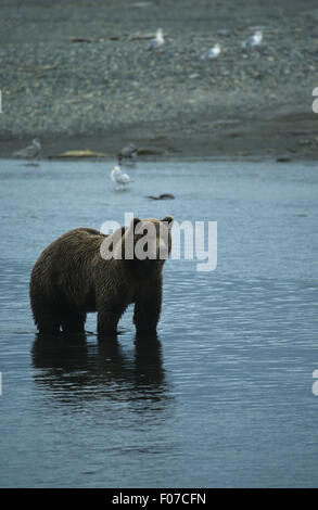 Orso grizzly Alaskan presi in profilo guardando diritto in piedi nel fiume poco profondo cercando per il salmone Foto Stock