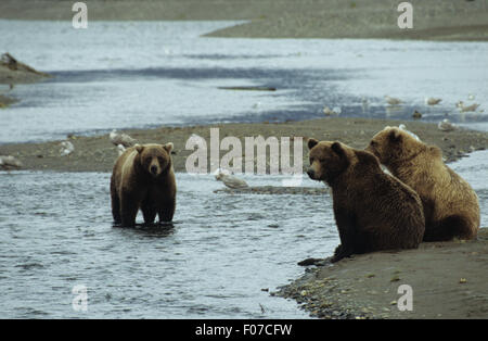Orso grizzly Alaskan tre orsi due seduto su una banca in piedi nel fiume cercando per il salmone Foto Stock