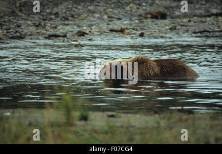 Orso grizzly Alaskan presi in profilo snorkeling in testa di stagno sotto l'acqua cerca di pesce Foto Stock
