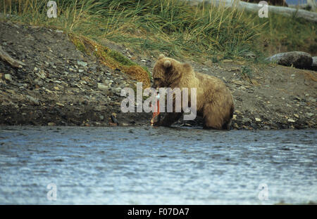 Orso grizzly Alaskan presi in profilo permanente sulla banca del fiume in acqua di mangiare un salmone argento in Alaska Foto Stock