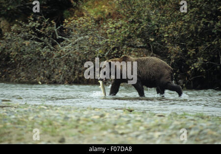 Orso grizzly Alaskan presi in profilo a piedi a sinistra lungo il fiume di piccole dimensioni con salmone argento in bocca Foto Stock