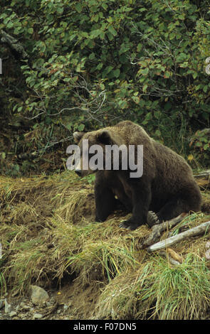 Orso grizzly Alaskan presi in profilo guardando a sinistra seduta in erba lunga sulla riva del fiume cerca di pesce Foto Stock