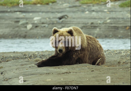 Orso grizzly Alaskan presi in profilo guardando la telecamera giacente in appoggio sulla sabbia di faggio zampe anteriori stendi anteriore nel letto da giorno Foto Stock
