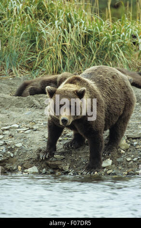 Orso grizzly Alaskan preso dalla parte anteriore permanente sulla banca del fiume guardando la fotocamera con piccole Cubs giacente in background Foto Stock