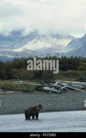 Orso grizzly Alaskan presi in profilo guardando diritto in piedi nel fiume selvaggio con mountain vista sullo sfondo Foto Stock