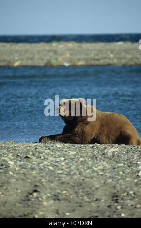 Orso grizzly Alaskan presi in profilo cercando lasciati giacere in appoggio sulla spiaggia sassosa di fronte fiume e oceano Foto Stock