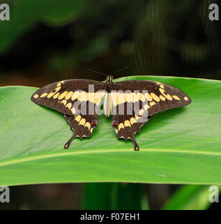 Gigante farfalla a coda di rondine, Papilio cresphontes Foto Stock