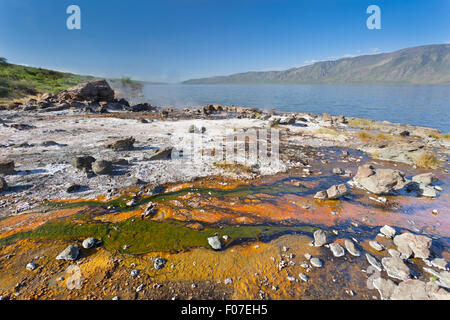 Dettaglio delle alghe colorato intorno a sorgenti calde presso il lago Bogoria in Kenya. Foto Stock