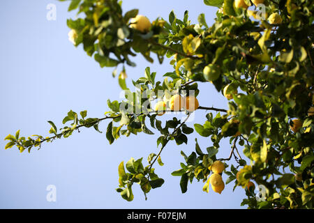 Molto maturo limoni crescono su un albero di limone. Il piccolo gruppo di limoni sono mostrati da vicino e a tra le foglie degli alberi a Cannes, Francia Foto Stock