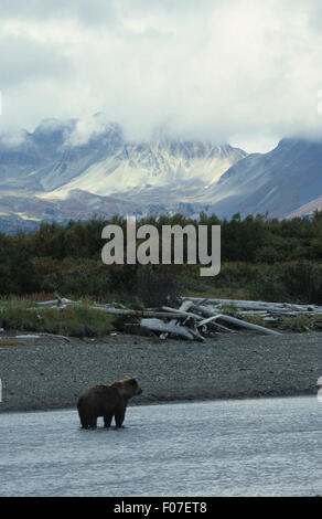 Orso grizzly Alaskan presi in profilo guardando diritto in piedi piccole in frame nel fiume con la montagna innevata sullo sfondo Foto Stock