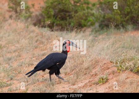 Un Southern Ground-Hornbill nel parco nazionale orientale di Tsavo in Kenya Foto Stock