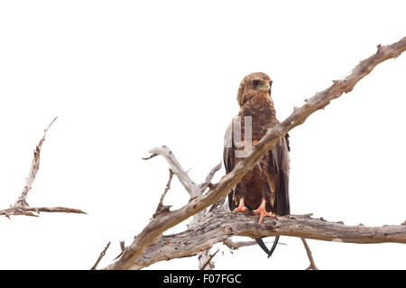 Un Tawny Eagle nel parco nazionale orientale di Tsavo, Kenya Foto Stock