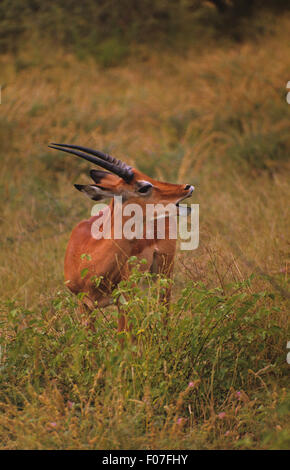 Impala maschio preso dal davanti guardando a destra con la bocca aperta chiamando in piedi in erba lunga Foto Stock