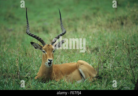 Impala maschio con lunghe corna di cervo preso dalla parte anteriore giacente a terra nella prateria Foto Stock