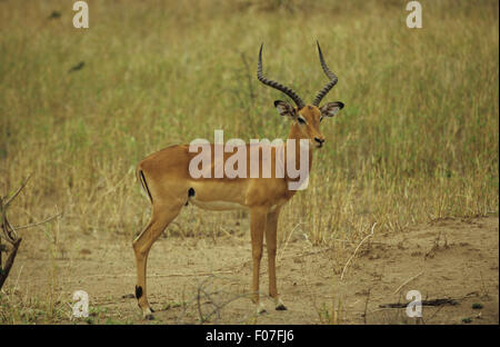 Impala maschio preso in profilo guardando la fotocamera in piedi di aprire la massa di sabbia Foto Stock