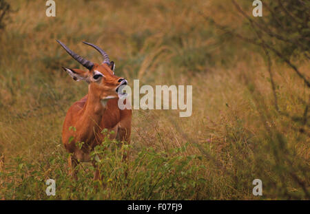 Impala maschio preso dalla parte anteriore destra guardando la bocca aperta chiamando in piedi in erba lunga Foto Stock