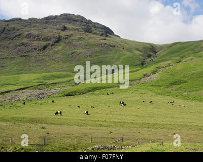 Belted Galloway bovini e Herdwick pecore pascolano sul pendio di una collina nel distretto del lago, Cumbria Foto Stock