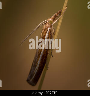 Micro moth - probabilmente erba comune-impiallacciatura, Agriphila selasella o A. tristella Foto Stock