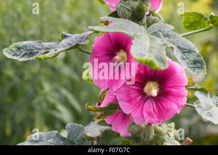 Alcea rosea. Rosa scuro hollyhock. Foto Stock