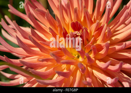 Dahlia Classic A 1 Foto Stock