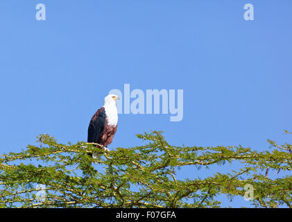 African Fish Eagle su un albero a Lake Naivasha, Kenya Foto Stock